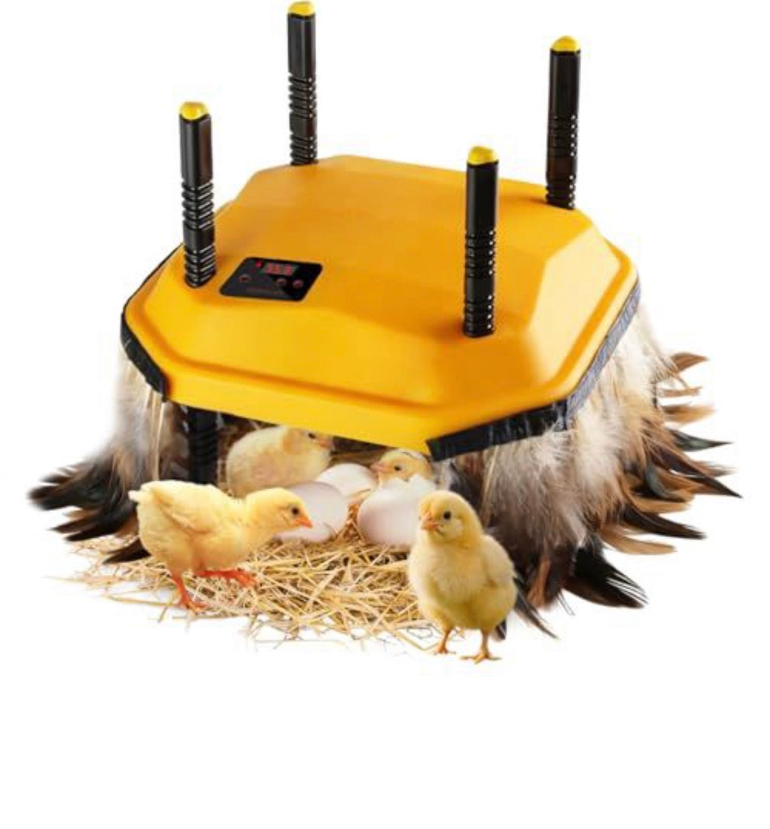 16x16 Inch Chick Brooder Heater Plate - Adjustable Temperature Display & Height, Brooder Box for Baby Chicks, Quail, Duckling & Poultry